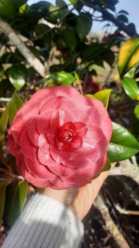 茶花花卉欣赏