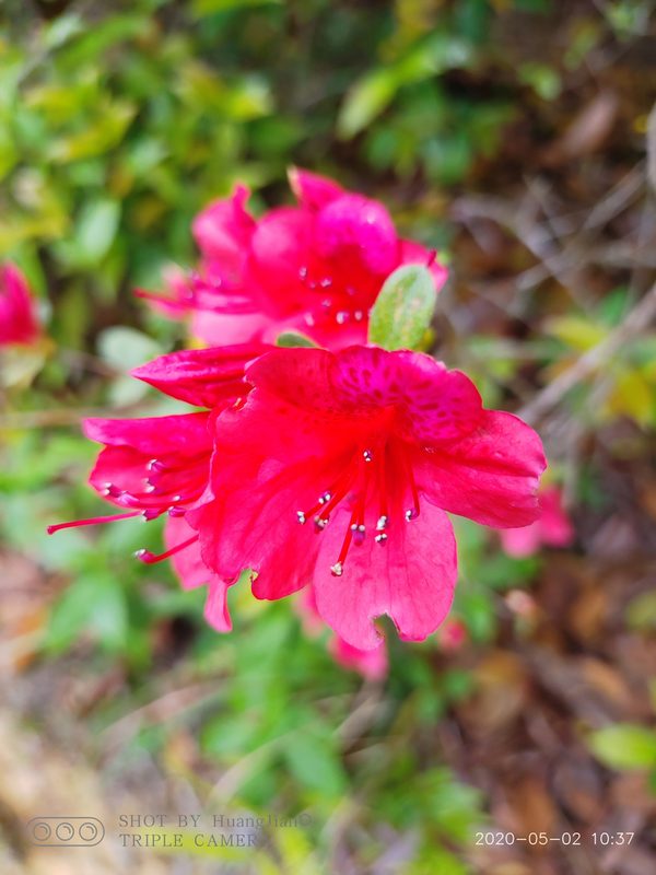 杜鹃花花朵特写