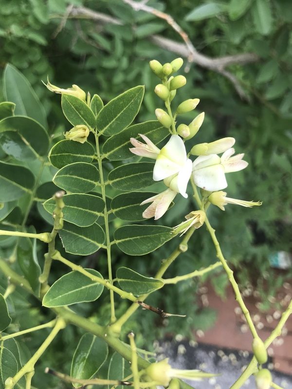 槐花花卉欣赏