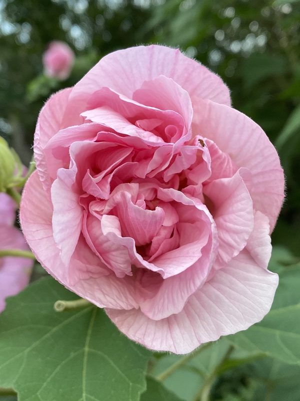 木芙蓉花朵特写