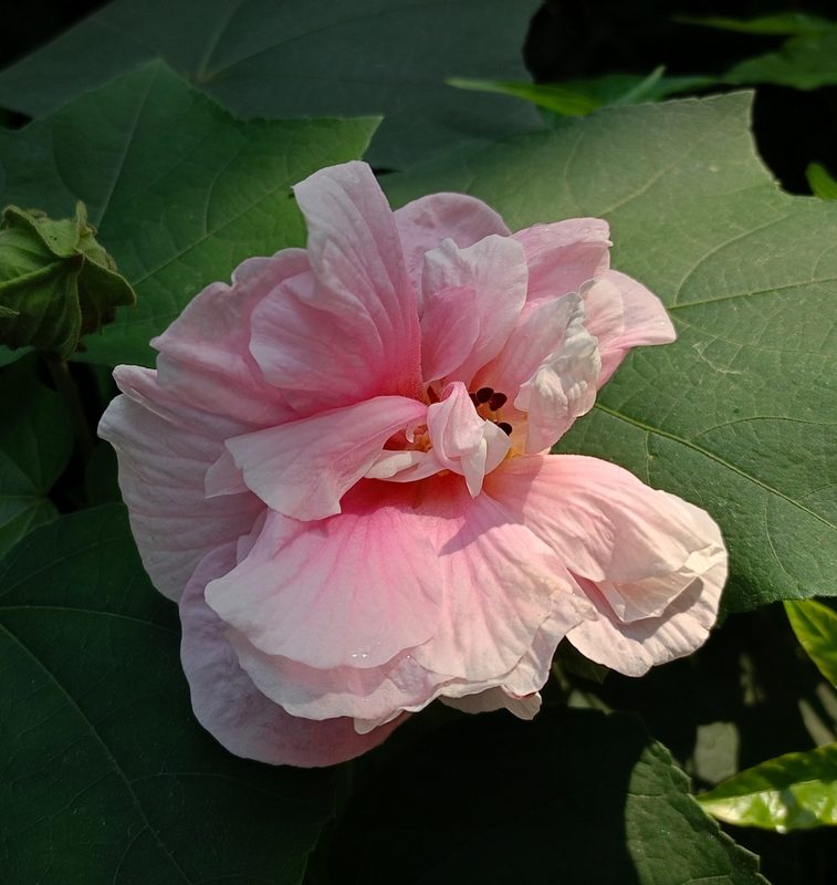 木芙蓉花卉欣赏