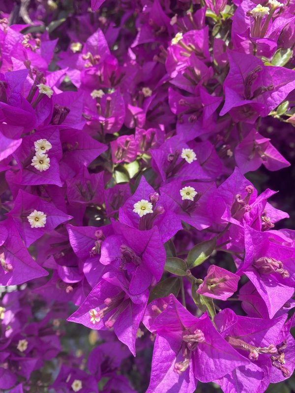三角梅花卉欣赏