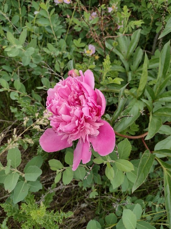 芍药花朵特写