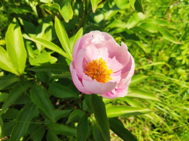 芍药花卉欣赏