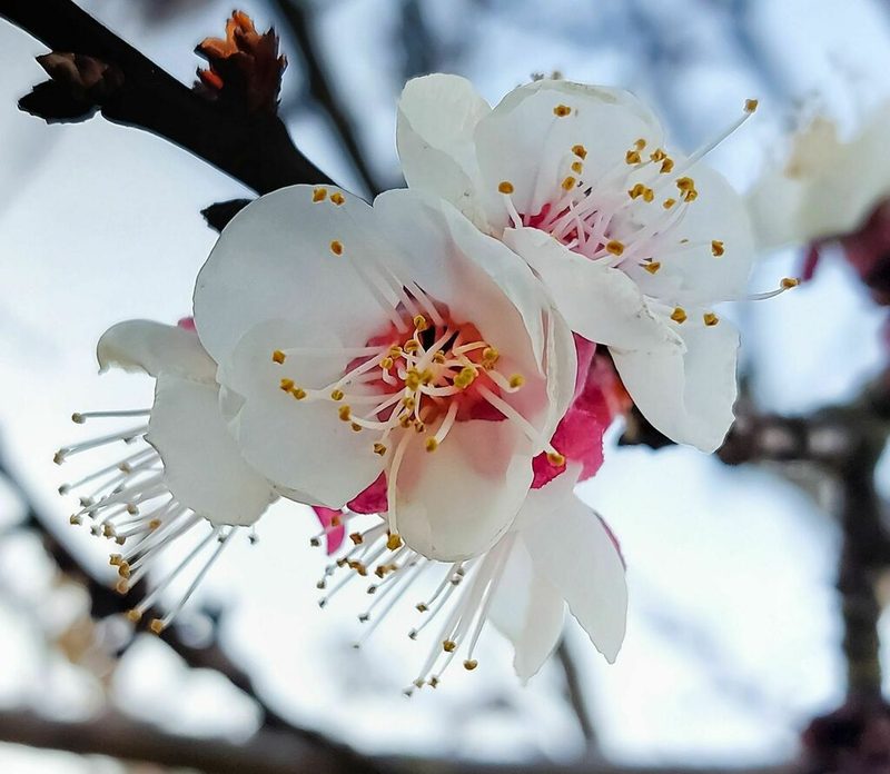 杏花花卉欣赏