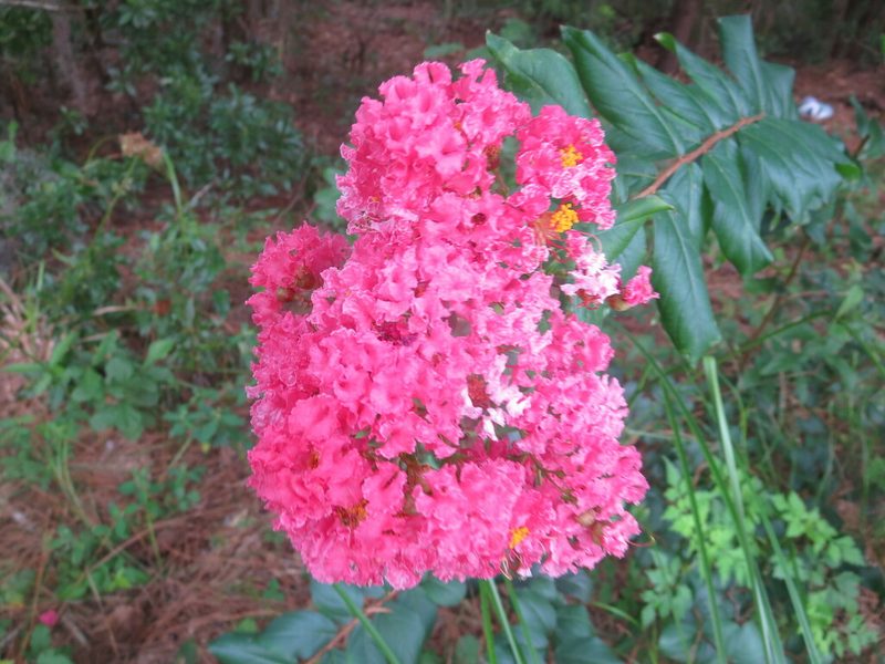 紫薇花花朵特写